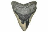 Huge, Fossil Megalodon Tooth - North Carolina #348255-1